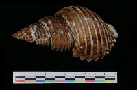 藏品(旋渦峨螺)的圖片